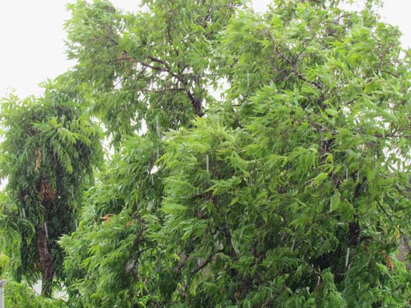 Monsoon on Break in Gujarat; No Heavy Rainfall Expected Till August 15 as per IMD