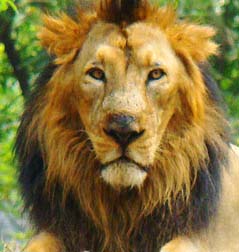 Farm owner detained after lion dies of electrocution in Bhavnagar village