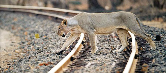Gujarat court sentences two to 3 years in jail for harassing lions in Rajula