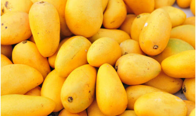 Gujarat exports 856 metric tons of mangoes in 2024-25; five-year total crosses 3,000 MT