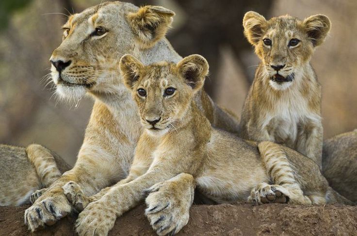 Lioness Kills Farmer in Amreli District