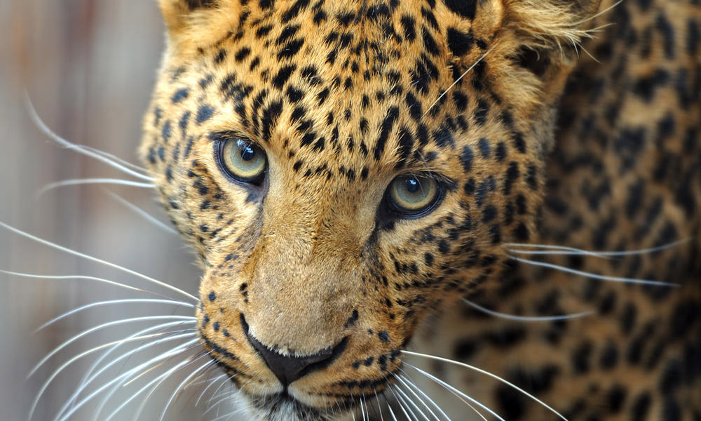 Four deaths in wild animal attacks in Amreli in a month