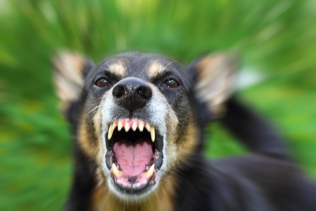 Junagadh civic body invites tenders for stray dog survey